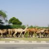 Urlaub in Indien 2016